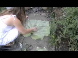 Peel away the shelf paper. Making Stepping Stones Out Of Rhubarb Leaves Youtube