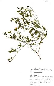 Image result for Zornia setosa