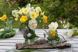 Image result for dipladenie amonea