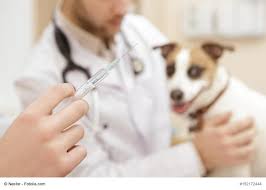 Eine nachkontrolle erfolgt am nächsten tag. Hund Kastrieren Kosten Vorteile Zeitpunkt Haustiermagazin