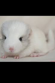 pin by evan heuer on chinchillas chinchilla animals