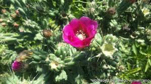 Image result for Opuntia imbricata