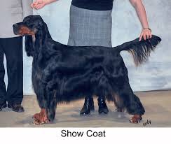 The puppies received all the vaccines. Coat Markings Gordon Setter Club Of Canada