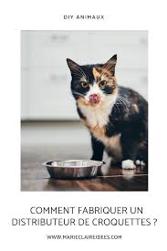 Tutoriel Video Pour Fabriquer Un Distributeur De Croquettes Facilement Distributeur De Croquettes Croquettes Distributeur Croquettes Chat