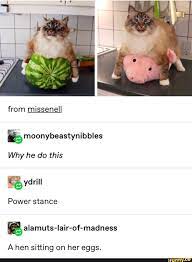 Why He Do This Power Stance Balamuts Iair Of Madness A Hen Sitting On Her Eggs Cute Memes Funny Animals Cute Animals