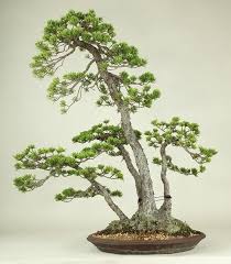 5751 503858799730042 1633971411 N Jpg 528 603 Bonsai Forest Juniper Bonsai Bonsai Tree