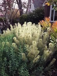 Image result for Phylica