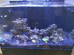 Check spelling or type a new query. White Mold Or Fungus Growing Under Reef Rocks Reef2reef Saltwater And Reef Aquarium Forum