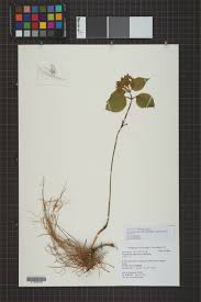 Image result for Vincetoxicum tenuipedunculatum