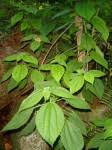 Image result for Boehmeria macrophylla