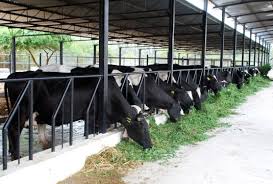 Dairy Farming Business Plan Guide Agri Farming