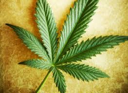 Cannabis Ein Joint Bedroht Fuhrerschein Und Job Anwalt Hilft