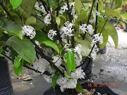 Image result for Pleiocarpa