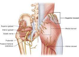 About 10% of compressions are observed in the pudendal (alcock) canal. Superior Cluneal Nerve Entrapment Springerlink
