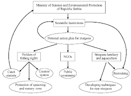 Flow Chart Presenting Institutions And Tasks Needed To
