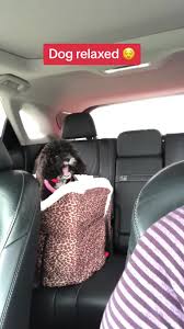 Dog relaxed 😌 #Memezar (jennihumbert via Collab)