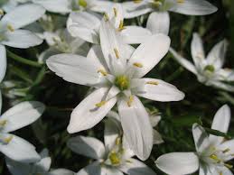 Image result for Ornithogalum flexuosum