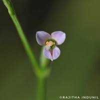 Image result for Canscora alata