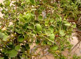 Image result for Balanites