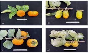 Image result for Diospyros sp. no. 1 sensu FZ