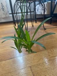 Image result for Chlorophytum perfoliatum