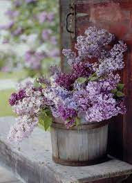 Pin By Jacqueline Doornekamp On Color Is Everywhere Beautiful Flowers Pretty Flowers Flower Garden