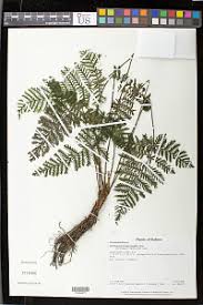 Image result for Trichomanes crispiforme