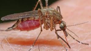 Din păcate, nu există nici un vaccin eficient pentru malarie. AlertÄƒ Malarie La Vaslui Strania BoalÄƒ A Unui TanÄƒr De 24 De Ani Evenimentul Zilei