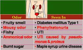 Here, doctors dish on 13 potential culprits behind your stinky pee. Does Gas Smell Like Cat Urine Quora