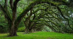 South carolina trees with moss. Photo Usa Charleston South Carolina Spring Nature Moss Branches