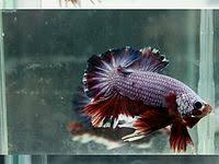 Even if you aren't, things could get deeper and more interesting between the two of you thanks to shared passions. 200 Bettafish2 Ideas Betta Betta Fish Fish Pet
