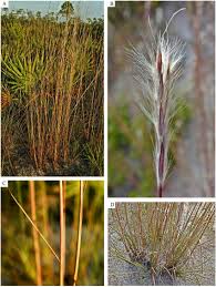 Image result for Elionurus tripsacoides