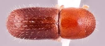 Image result for Pachylobus osika