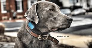 Silver lab puppies | charcoal lab history, images, traits and sale price. Silver Lab Price Lab Puppies Names For 2021 Big Discount