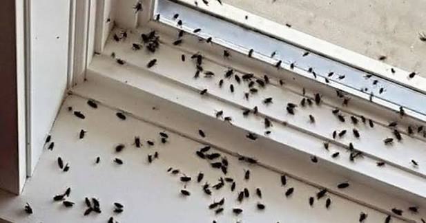 Total Pest Control