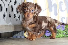 Dachshund in dogs & puppies for sale. Arizona Darling Chocolate Dapple Long Haired Dachshund Puppies Online