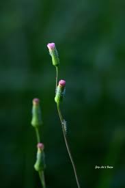 Image result for Emilia integrifolia