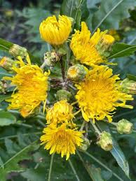 Image result for Sonchus friesii