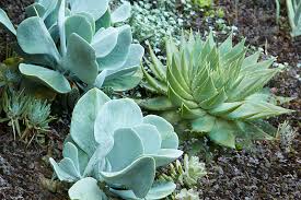 Image result for kalanchoe thyrsiflora