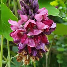 Image result for Pueraria