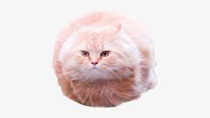 Polish your personal project or design with these meme transparent png images, make it even more personalized and more attractive. Cat Cat Small To Medium Sized Cats Mammal Whiskers Cat Meme Png 417x383 Png Download Pngkit