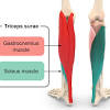 A springy band of tissue at the back of your ankle and above. 1