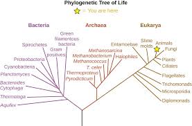 A Systematic Approach Microbiology