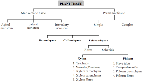 Providing mechanical strength, support, and rigidity to the cell; What Are The Types Of Plant Tissues And Their Functions A Plus Topper