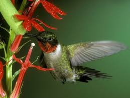 The key to attracting hummingbirds to your yard is to plant lots of flowers and provide the habitat that will give them shade, shelter, food, water. Find The Right Landscaping To Attract Hummingbirds