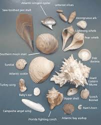 Shells With Names Sea Shells Shells Shell Beach