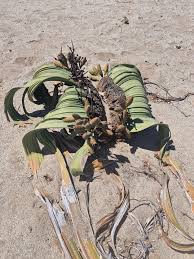 Image result for Welwitschiaceae