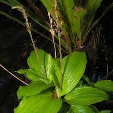 Image result for Liparis nervosa