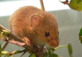 The field mouse is a type of mouse in the uk that poses a huge threat to businesses, especially in the farming and agriculture industry. Eurasian Harvest Mouse Wikipedia