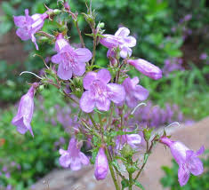 Image result for Penstemon